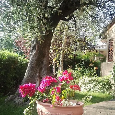 Antico Ulivo Calcinelli